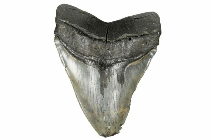 Serrated, Tan/Gray Fossil Megalodon Tooth - South Carolina #182971